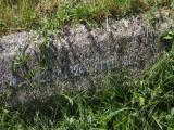 image of grave number 909089